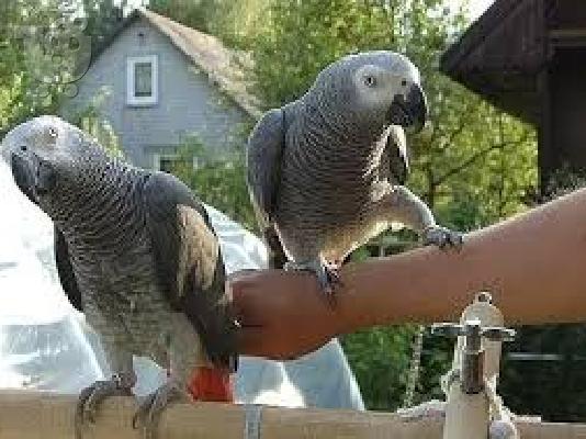 PoulaTo: Θυμωμένα παπαγάλοι παπαγάλοι και αυγά προς πώληση